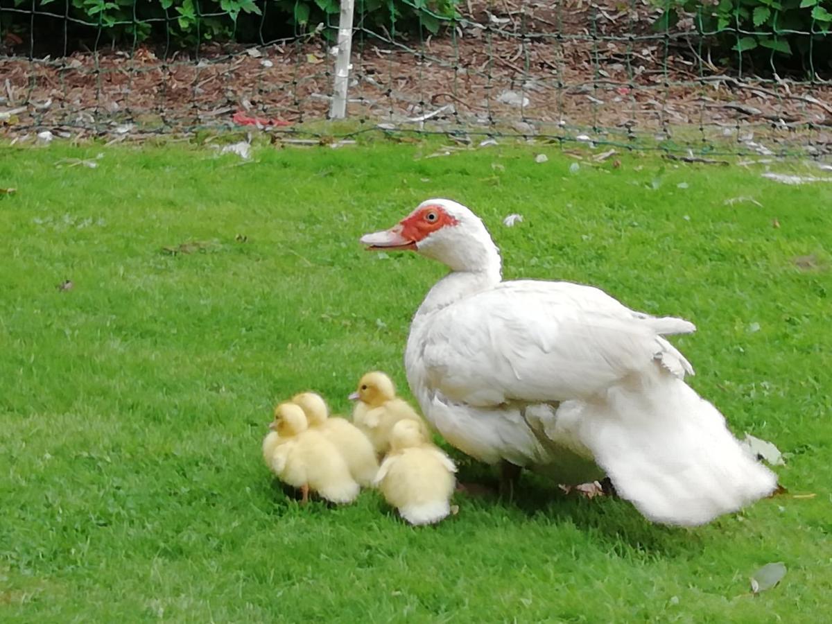 Bed and Breakfast Clumber Lane End Farm Worksop Zewnętrze zdjęcie