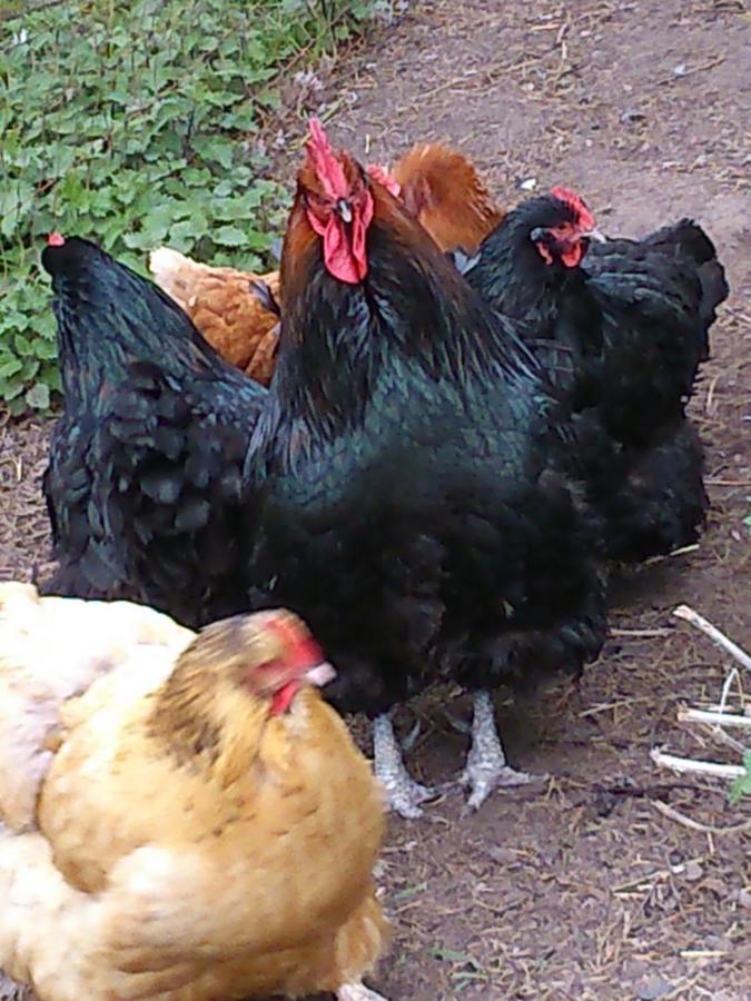 Bed and Breakfast Clumber Lane End Farm Worksop Zewnętrze zdjęcie